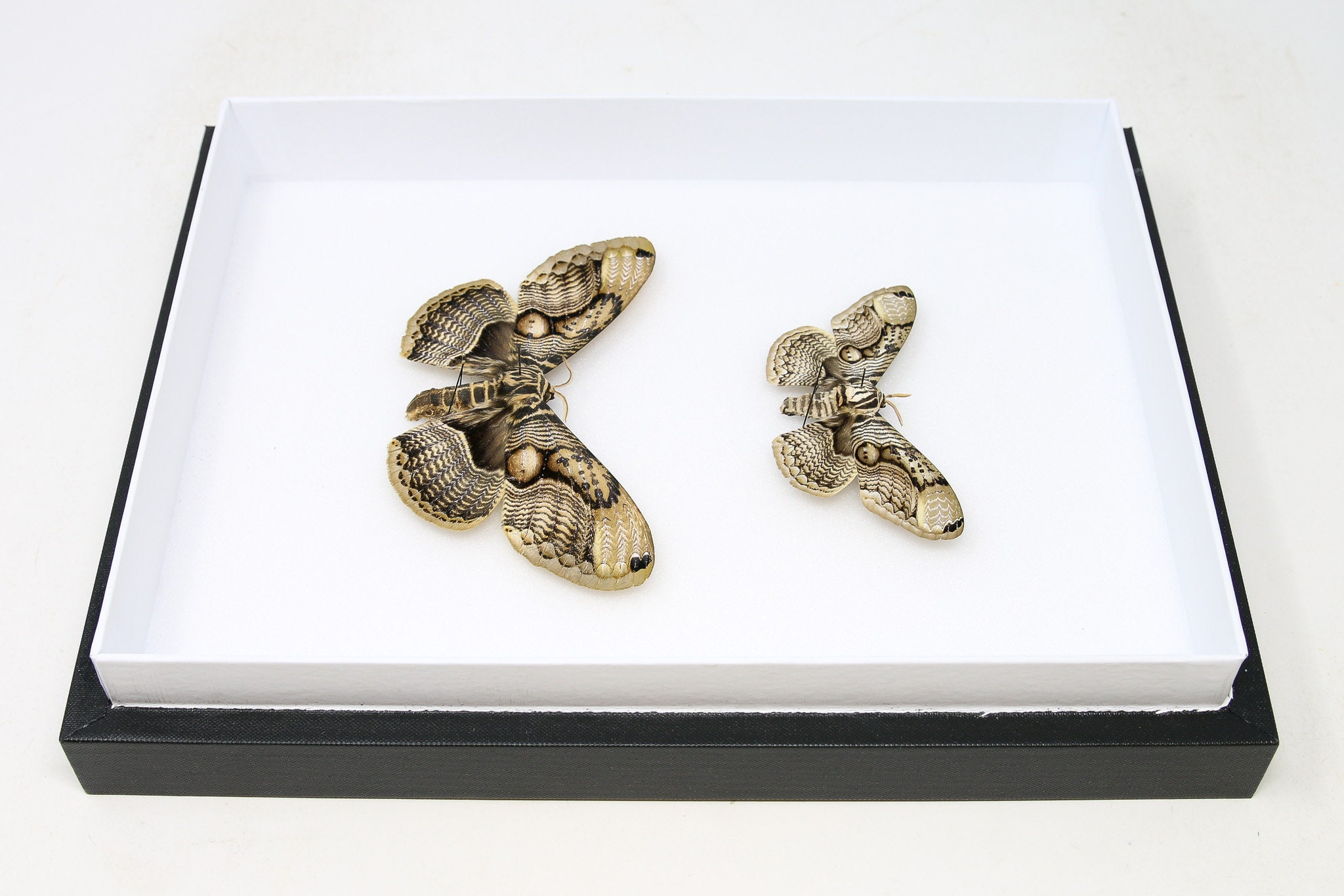 Brahmaea Tancrei Owl Moth Taxidermy - Framed Entomology Display With UV Glass