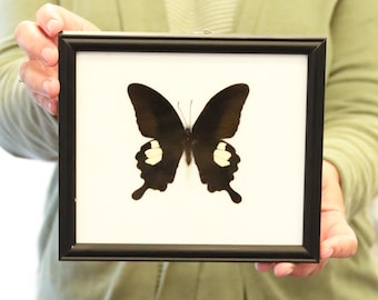 Real Butterfly Specimen Vintage Framed Dry-preserved Taxidermy Butterfly