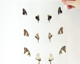 Butterfly Wings GLOSSY LAMINATED SHEET Real Ethically Sourced Specimens Moths Butterflies Wings for Art -- S34