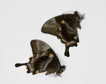 Papilio ulysses | Unmounted Blue Swallowtail Butterflies | Dry-Preserved Specimens, Entomology Taxidermy Art-Supplies