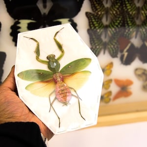 May include: A preserved green praying mantis with pink and yellow wings displayed in a white frame. The mantis is mounted with its wings spread out.