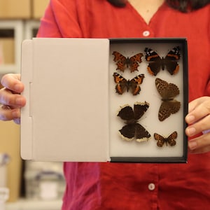 A box of 6 SPREAD BRITISH Butterflies, Various Pinned Palearctic Butterflies, LEPIDOPTERA (Lot.12)