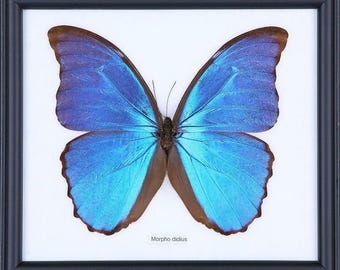 The Giant Blue Morpho (Morpho didius) Framed Butterfly Specimen 8 x 7 In. Free Shipping