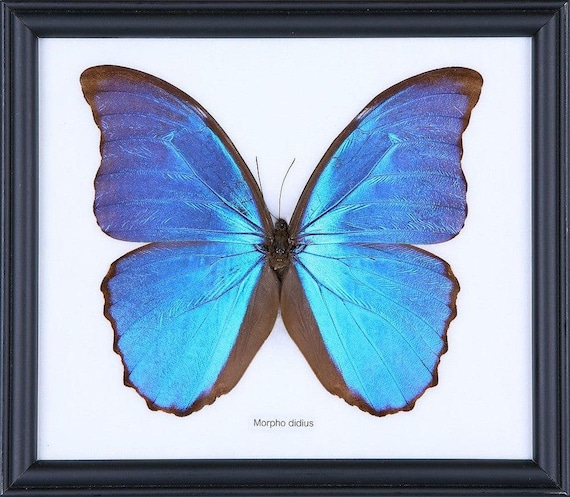 Morpho didius 標本 The Giant Blue Morpho (morpho Didius) Framed Butterfly Specimen 8