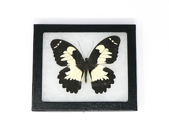 Framed Papillio Butterfly Taxidermy (Papillio euchenor euchenor)