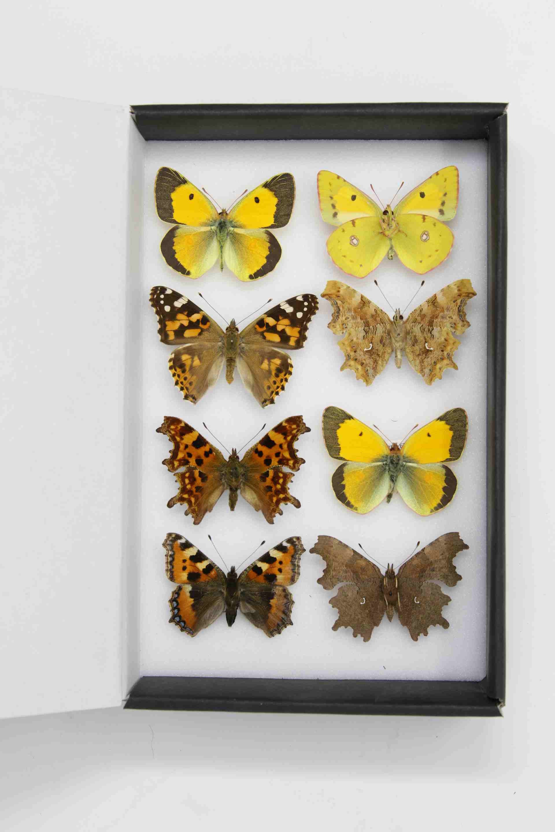 A Box of 8 Pinned BRITISH Butterflies Various English - Etsy UK