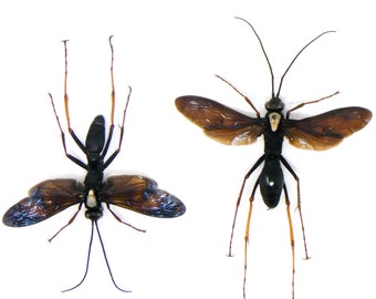 TWO (2) Predator Wasps (Leptodialepis sp. 01) A1 SPREAD Specimens