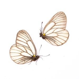 ZWEI (2) Aporia hippia | Ungefasste Schmetterlinge für Kunst und Sammeln
