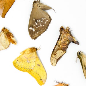 10 x Real Dried Speciens Hawk Moths & Silk Moths A1/A1- Tropical Lepidoptera