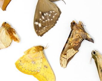 10 x Real Dried Speciens Hawk Moths & Silk Moths A1/A1- Tropical Lepidoptera