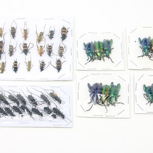 Assorted Specimens Insect Collection (Thailand) A1 Unmounted Dried Beetles, Coleoptera LOT*157