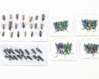 Assorted Specimens Insect Collection (Thailand) A1 Unmounted Dried Beetles, Coleoptera LOT*157