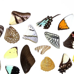 25 Loose Butterfly Wings A1 SPECIAL OFFER PRICE, Various Assorted, Ethical Butterflies for Artistic Creation