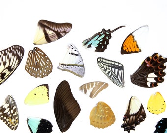 25 Loose Butterfly Wings A1 SPECIAL OFFER PRICE, Various Assorted, Ethical Butterflies for Artistic Creation