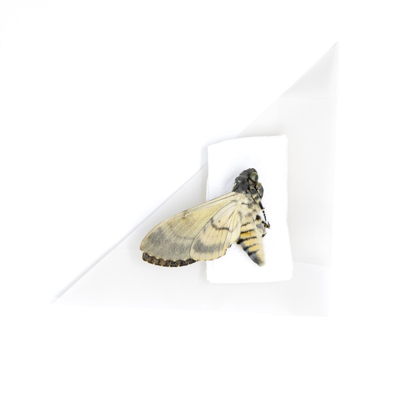 Peut inclure: Un papillon mort aux ailes brunes et blanches est pr&eacute;sent&eacute; sur un triangle de papier blanc.