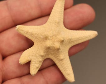 Oreasteridae Starfish Specimen (Protoreaster nodosus) Philippines, Sea-life (1085635)