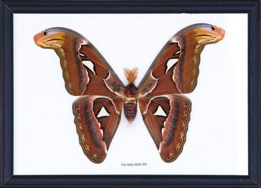 大型 昆虫標本 フレーム アトラス蛾 蝶標本 額装 巨大アトラス蛾（Attacus atlas）額入り標本 8.5 x 10インチ - Etsy 日本