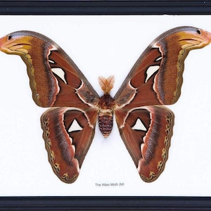 Può includere: Un esemplare incorniciato di una falena Atlas (M) con ali marroni, bianche e nere. La falena è esposta su uno sfondo bianco.