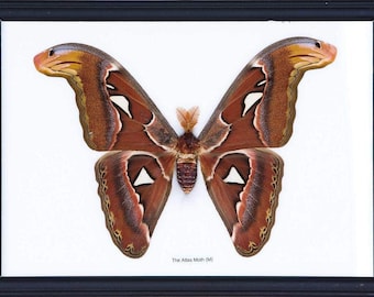 The Giant Atlas Moth (Attacus atlas) | The Worlds Largest Giant Moth! | Unique Taxidermy Wall Decor | 8.5 x 10 inches