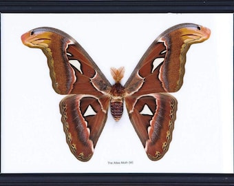 The Giant Atlas Moth (Attacus atlas) | The Worlds Largest Giant Moth! | Unique Taxidermy Wall Decor | 8.5 x 10 inches