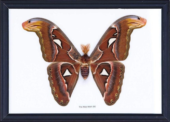 巨大アトラス蛾（Attacus atlas）額入り標本 8.5 x 10インチ - Etsy 日本
