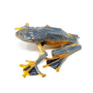 Może przedstawiać: Szara i pomarańczowa żaba z dużymi, błoniastymi stopami. Żaba leży na plecach z rozłożonymi nogami.