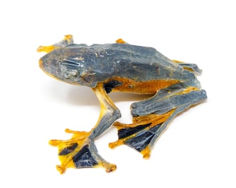 TWO (2) Tree-frog SITTING (Rhacophorus reinwardtii) A1 Dry-preserved Specimen (Non-CITES)