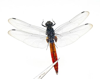 TWO (2) SPREAD Dragonflies, Crimson-tailed Marsh Hawk (Orthetrum pruinosum) A1 Wings-open