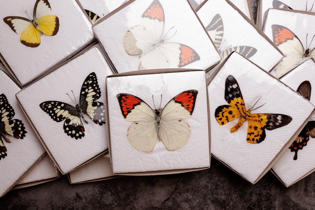 Two (2) Spread Butterflies Ethically Sourced, Assorted Real Butterfly ...
