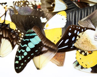 25 Loose Butterfly Wings Ethical Butterflies for Artistic Creation