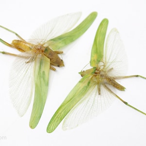 Pair of Green Leaf Katydids 4&quot; Wingspan Spread Specimens A1 Quality Real Insect Entomology