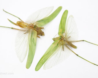 Pair of Green Leaf Katydids 4" Wingspan Spread Specimens A1 Quality Real Insect Entomology