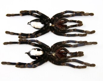 コバルトブルータランチュラ（Cyriopagopus lividus）2匹 140 mm