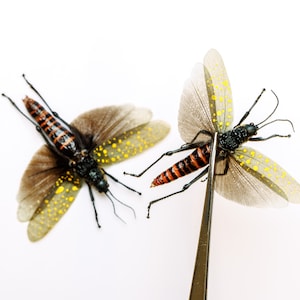 TWO (2) SPREAD-PAIR Spotted Grasshoppers (Aularches punctatus) A1 Entomology Specimens