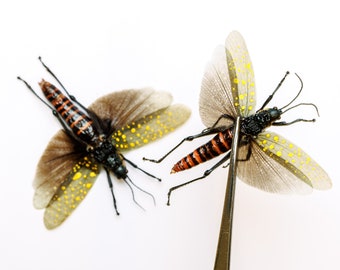 TWO (2) SPREAD-PAIR Spotted Grasshoppers (Aularches punctatus) A1 Entomology Specimens