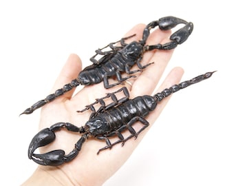 2 x EXTRA LARGE 7" Scorpions, Heterometrus spinifer, approx. 170-180mm long, A1 Entomology Arachnid Specimens Dried Taxidermy