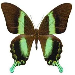 Pode incluir: Imagem detalhada de uma borboleta com asas castanhas acentuadas por vibrantes marcações verdes e pretas. As asas da borboleta estão totalmente abertas, mostrando padrões e texturas intrincados contra um fundo branco.