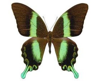 Pack of 10 Papilio blumei, Green Swallowtail Butterflies, A1 Dry-Preserved Unmounted Specimens