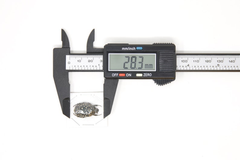 Measuring An Insect A Beetle Specimen | Entomology Coleoptera Insect A1 (10-30mm) - Etsy