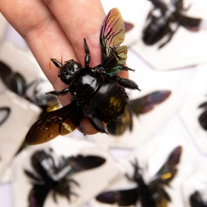 Pack of 10 Giant Black Carpenter Bees (xylocopa Latipes) | A1 Spread ...