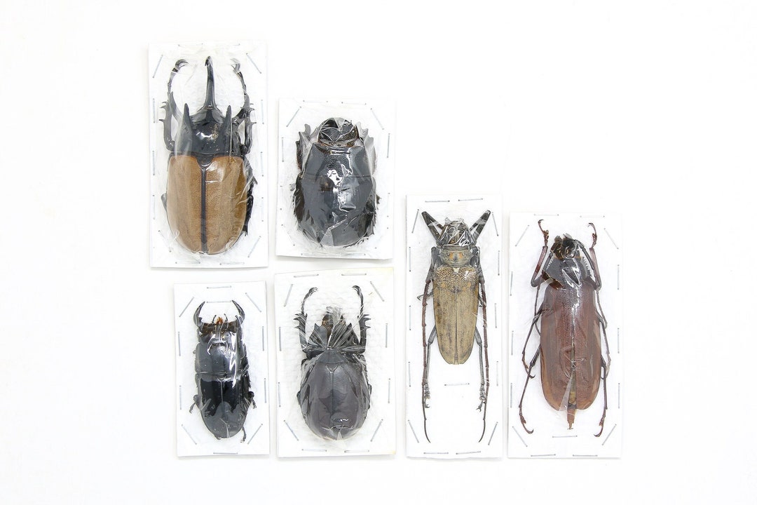 Mixed Assorted Insects Bug Collection, A1 Quality Real Dry-preserved ...