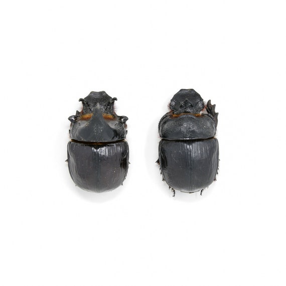 Dung Pair dung | beetles Beetles and images hi-res stock