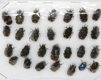 Insect Specimen Collection, Thailand 2021 (Various Assorted Unlabelled) SET#AI98