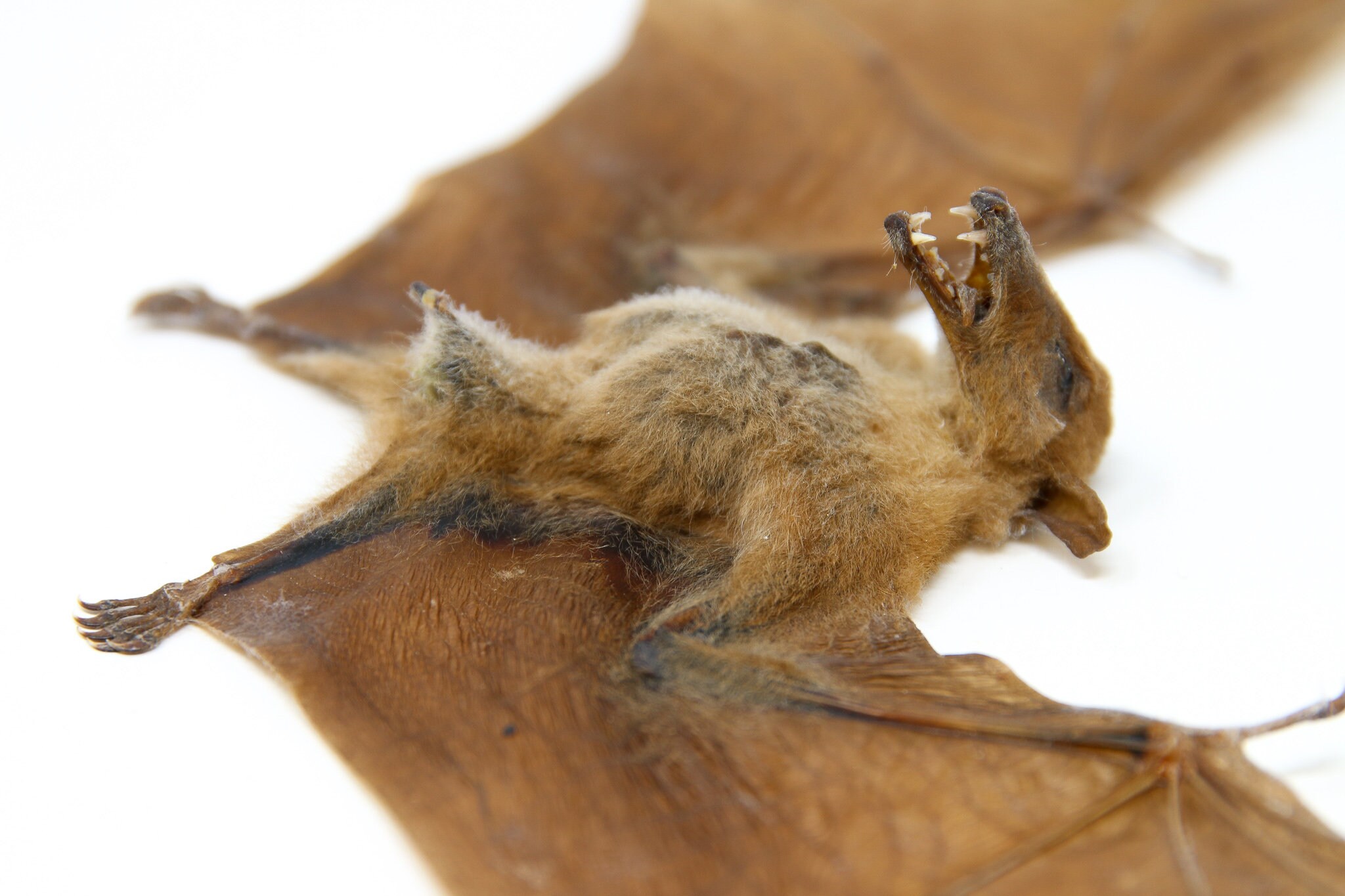 Blossom Fruit Bat (Macroglossus minimus) A1 Drypreserved Specimen 10