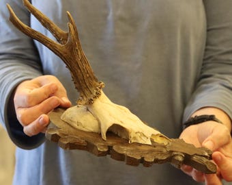 Vintage Roe Deer Skull Mounted on Wooden Shield (1970-90's) **R10**