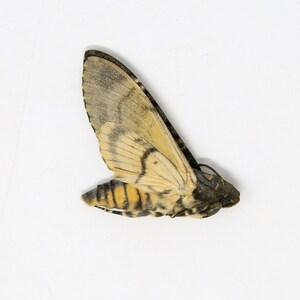 Peut inclure: Un papillon brun et jaune avec des marques noires sur ses ailes. Le papillon est couch&eacute; sur le dos, les ailes d&eacute;ploy&eacute;es.