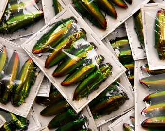 Pack of 10 Aurora Jewel Beetles (Chrysochroa aurora) Indonesia, A1 Real Entomology Specimens WHOLESALE