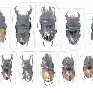 Assorted Specimens Insect Collection (Thailand) A1 Unmounted Dried Beetles, Coleoptera LOT*021
