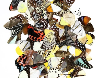 25 Loose Butterfly Wings Ethical Butterflies for Artistic Creation