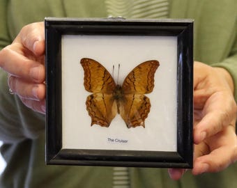Real Butterfly Specimen Vintage Framed Dry-preserved Taxidermy Butterfly